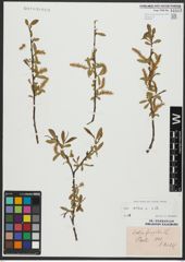 Foto von Salix alba L.